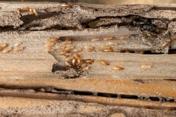Reliable Deerwood, TX Pest Control Solutions