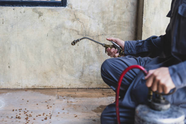 Flea Control Services in Deerwood, TX